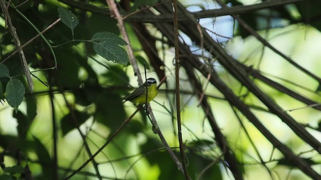 Mosquerito Ventriamarillo - ML641414895