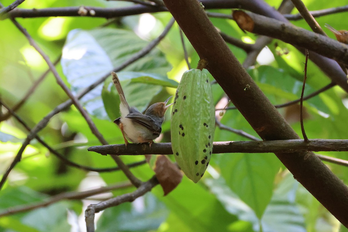 Ashy Tailorbird - ML641414897