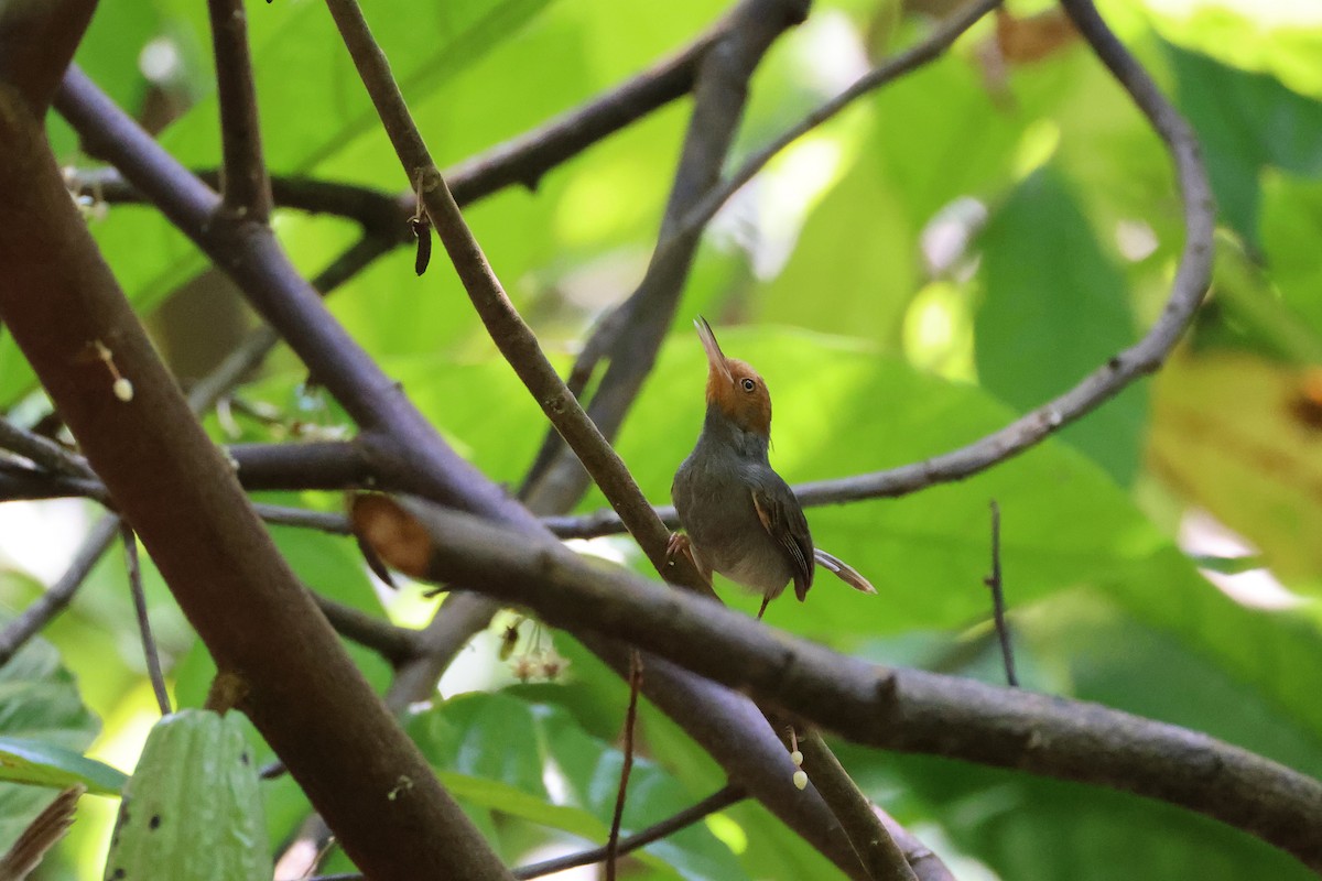 Ashy Tailorbird - ML641414898
