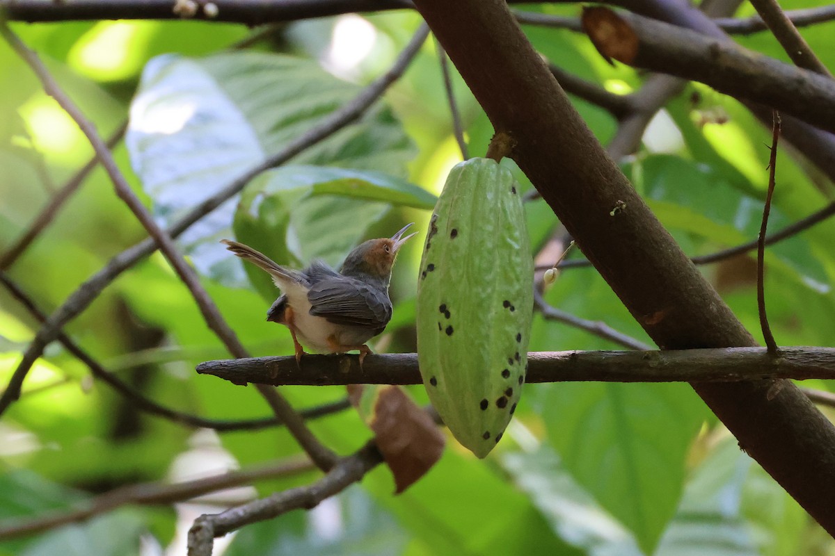 Ashy Tailorbird - ML641414899