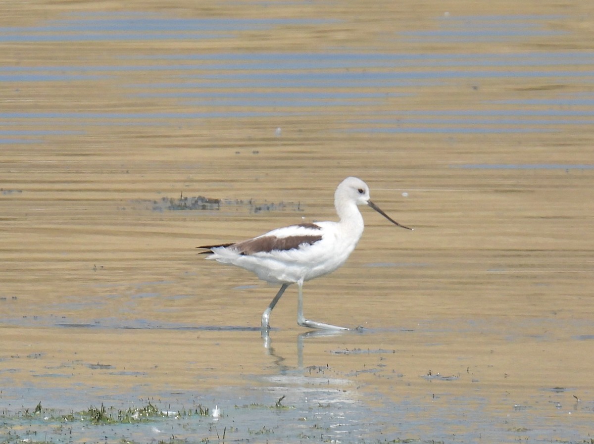 tenkozobec americký - ML641414906