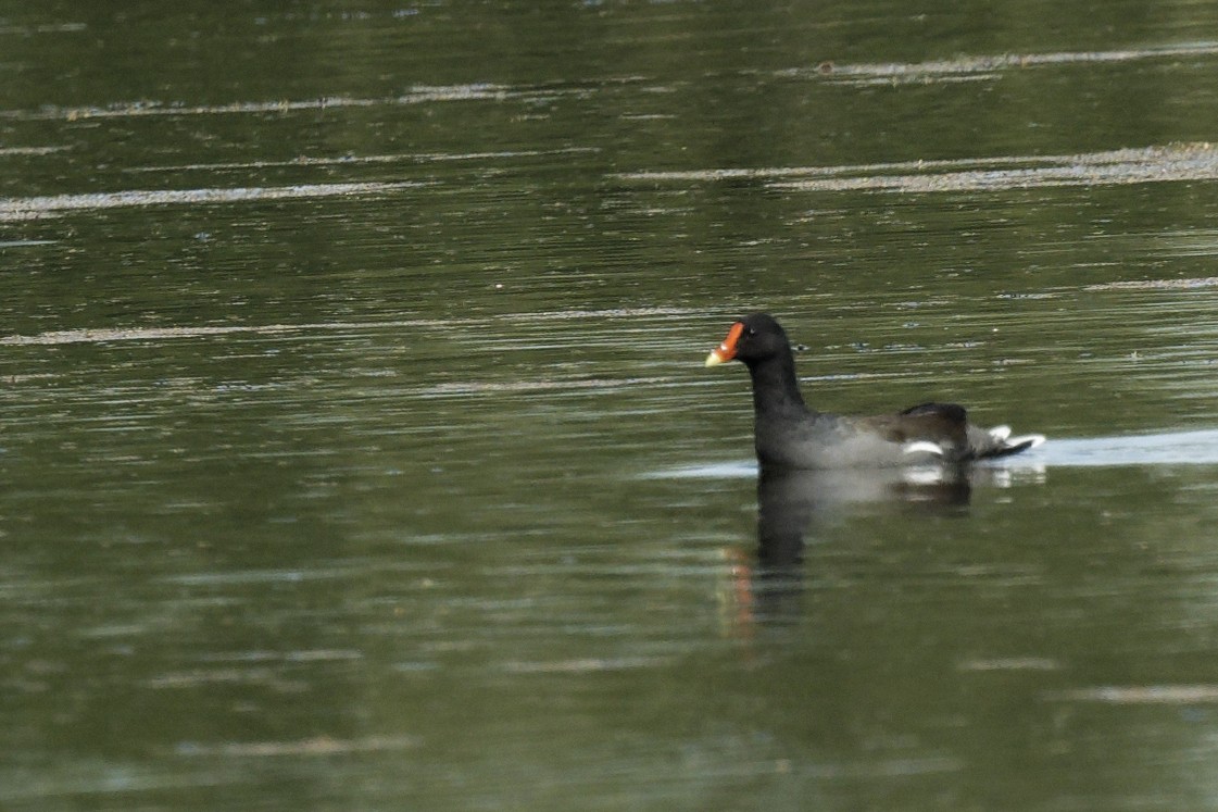 Common Gallinule - ML641414913