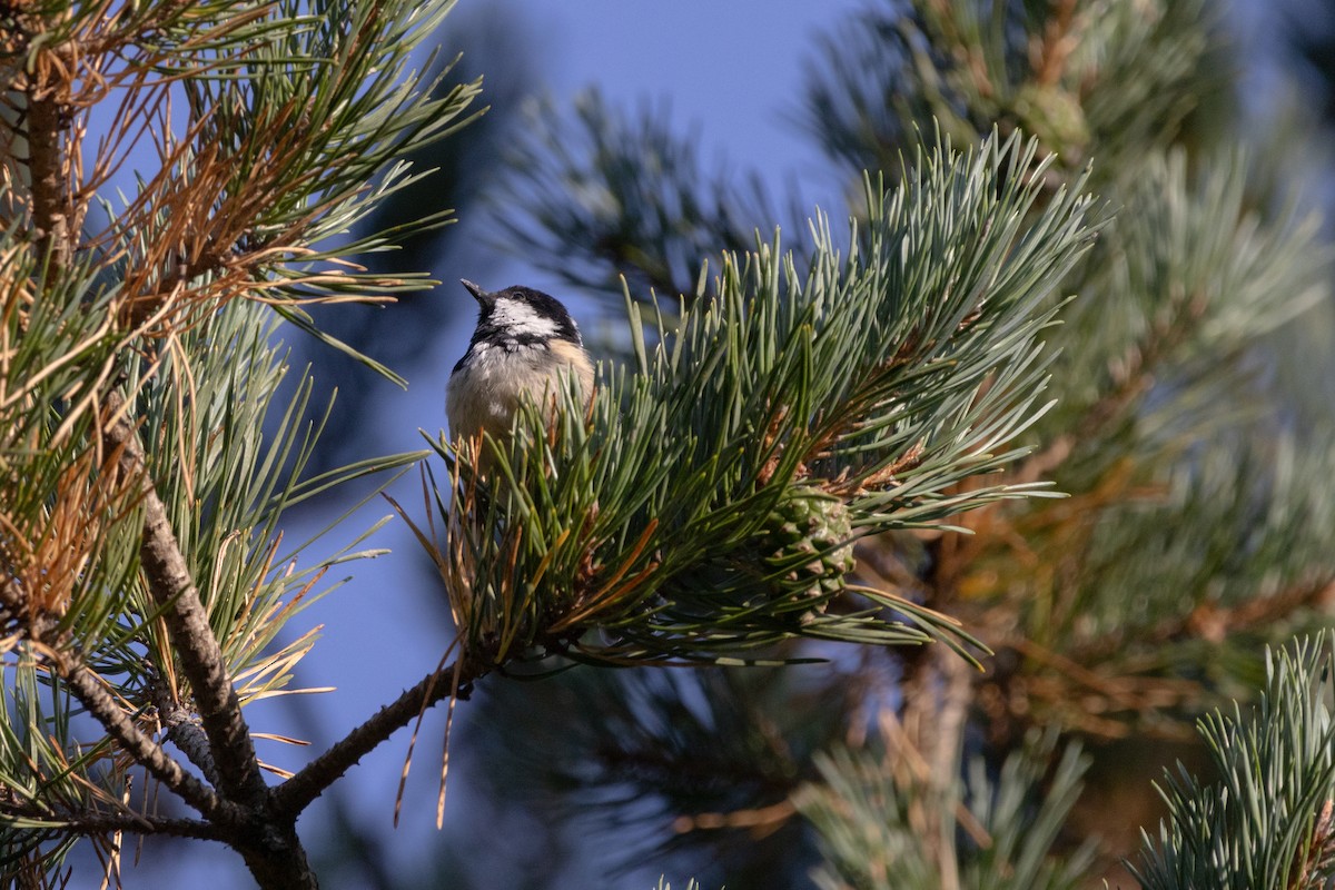 Coal Tit - ML641414936
