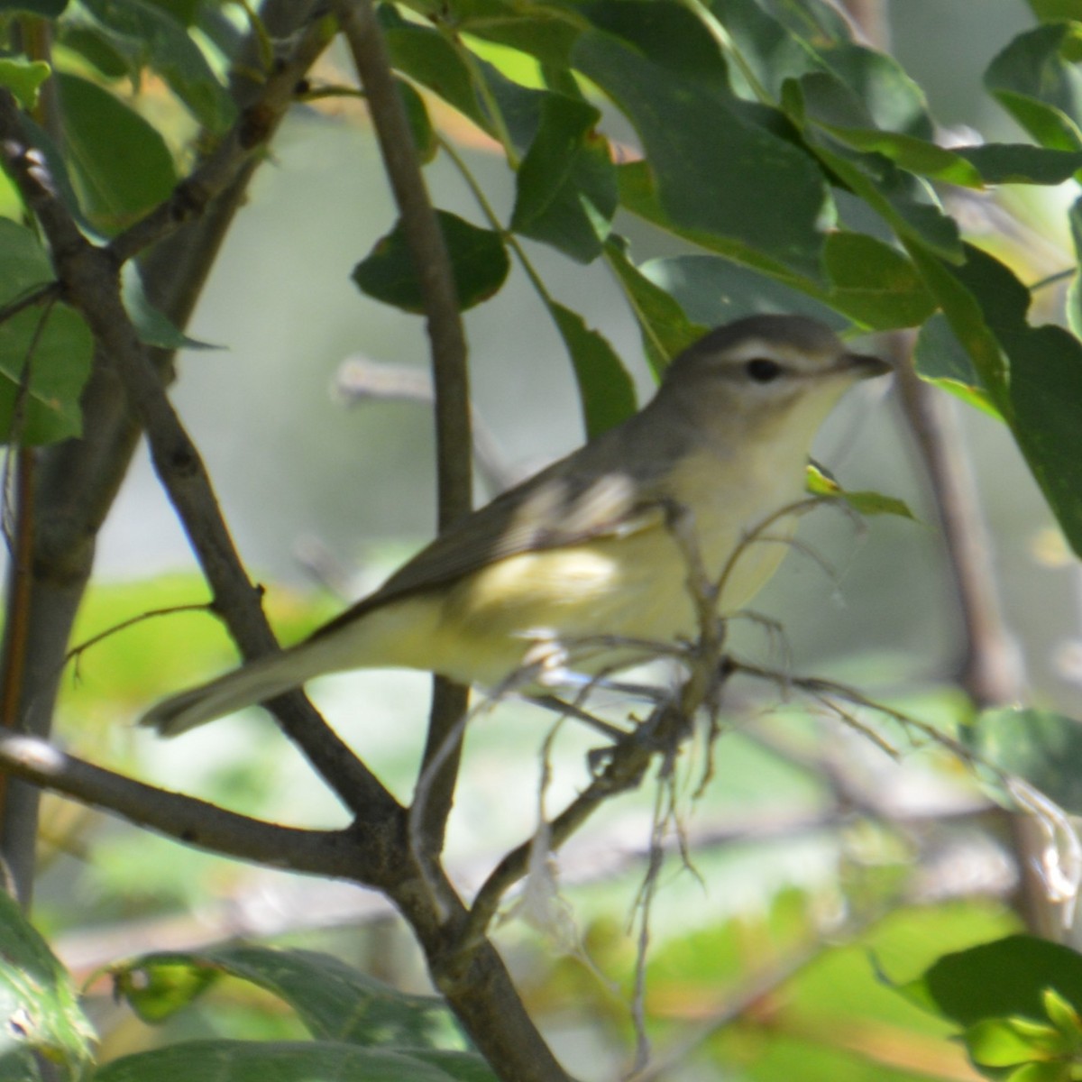 Warbling Vireo - ML641414937