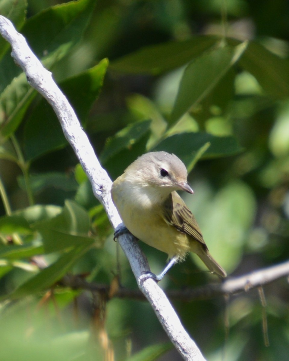 Warbling Vireo - ML641414938