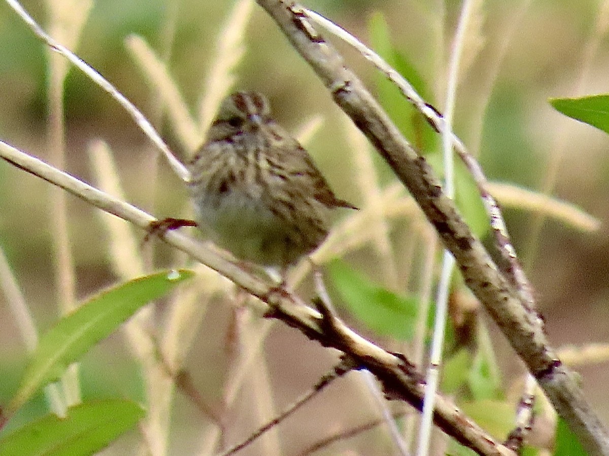 Lincoln's Sparrow - ML641414950