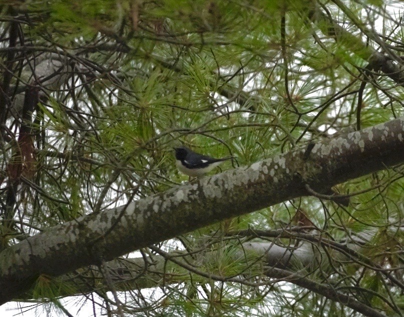 Black-throated Blue Warbler - ML641414957