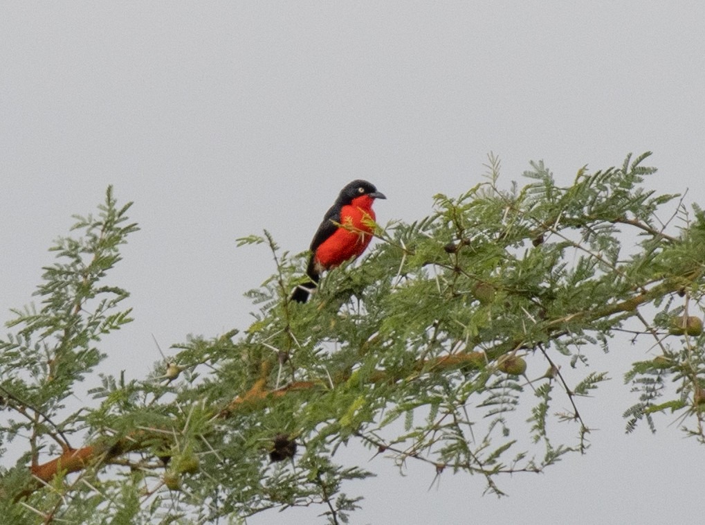 Black-headed Gonolek - ML641414958