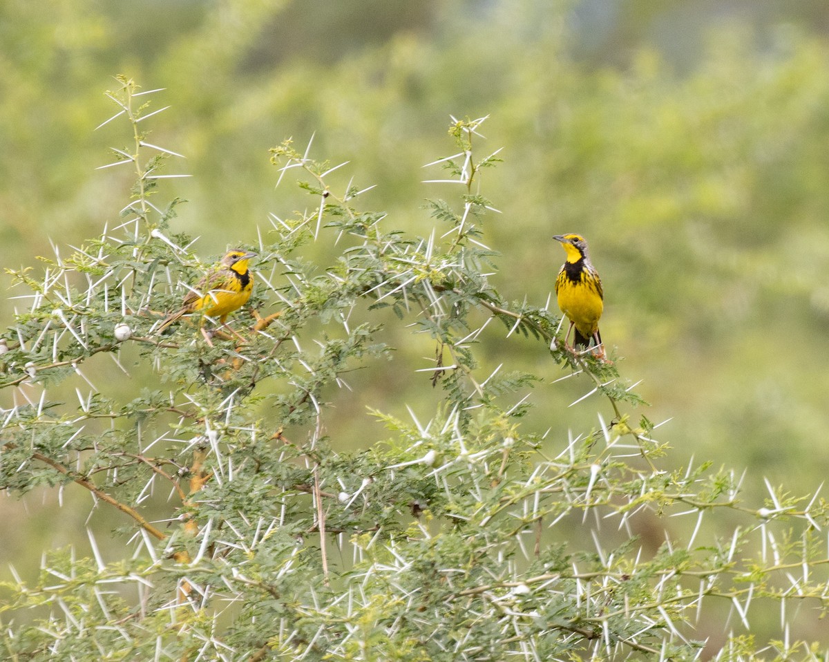 Yellow-throated Longclaw - ML641414968
