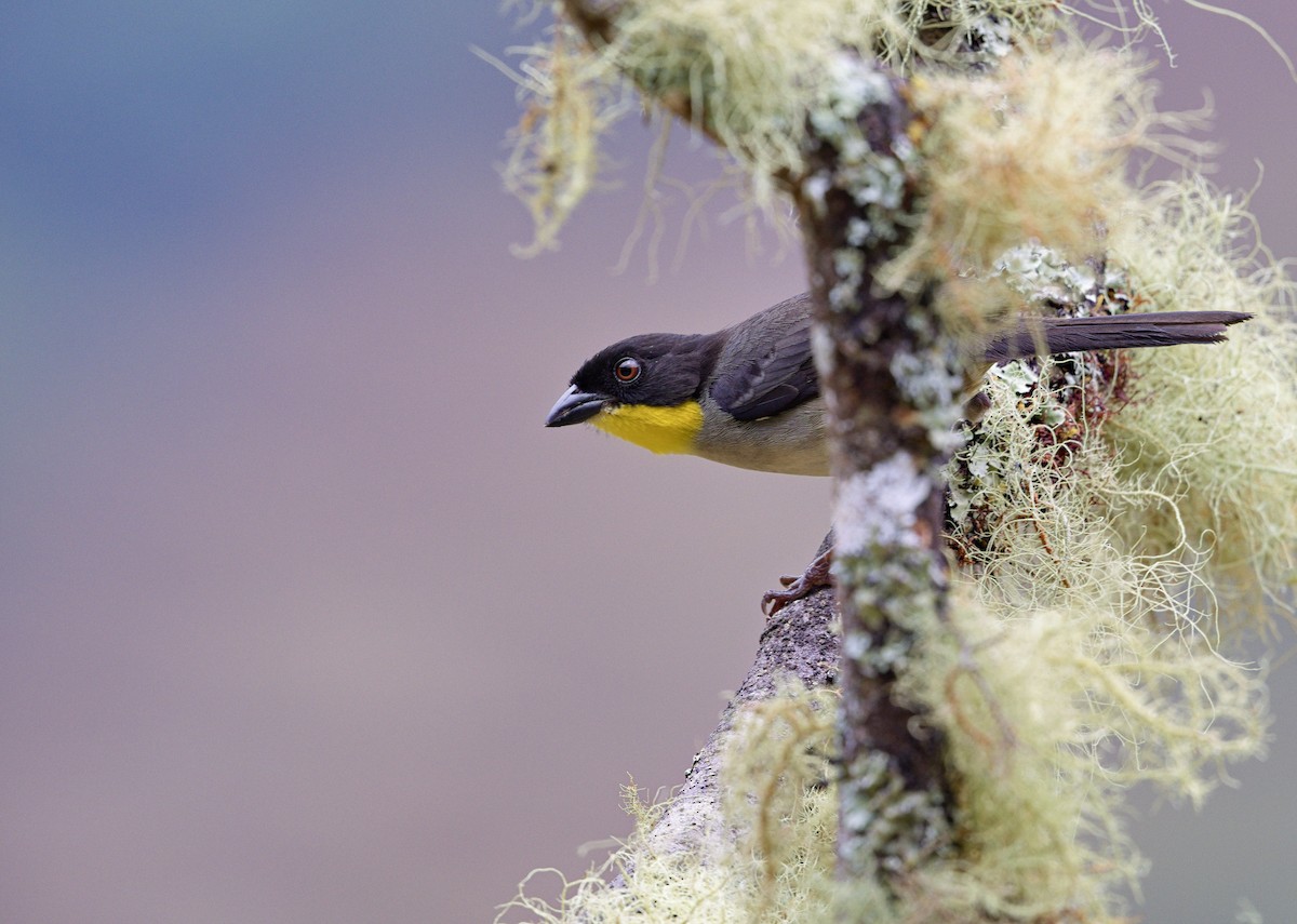 White-naped Brushfinch - ML641414990