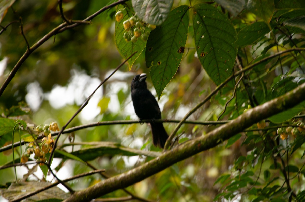 Blue-black Grosbeak - ML641415028