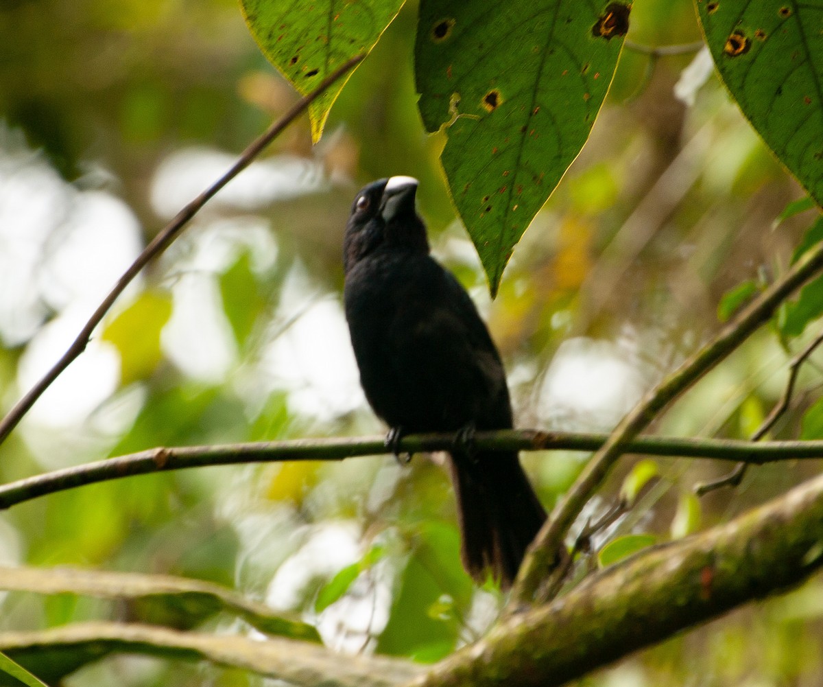Blue-black Grosbeak - ML641415029