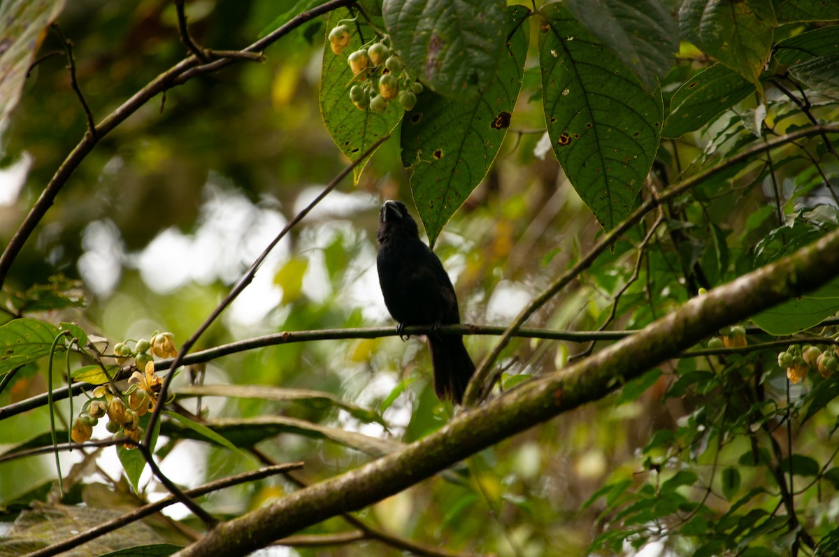 Blue-black Grosbeak - ML641415030