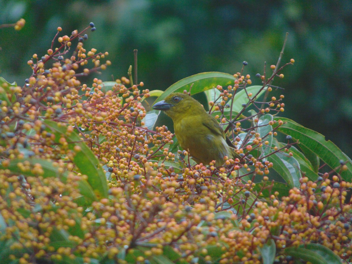 Carmiol's Tanager - ML641415072
