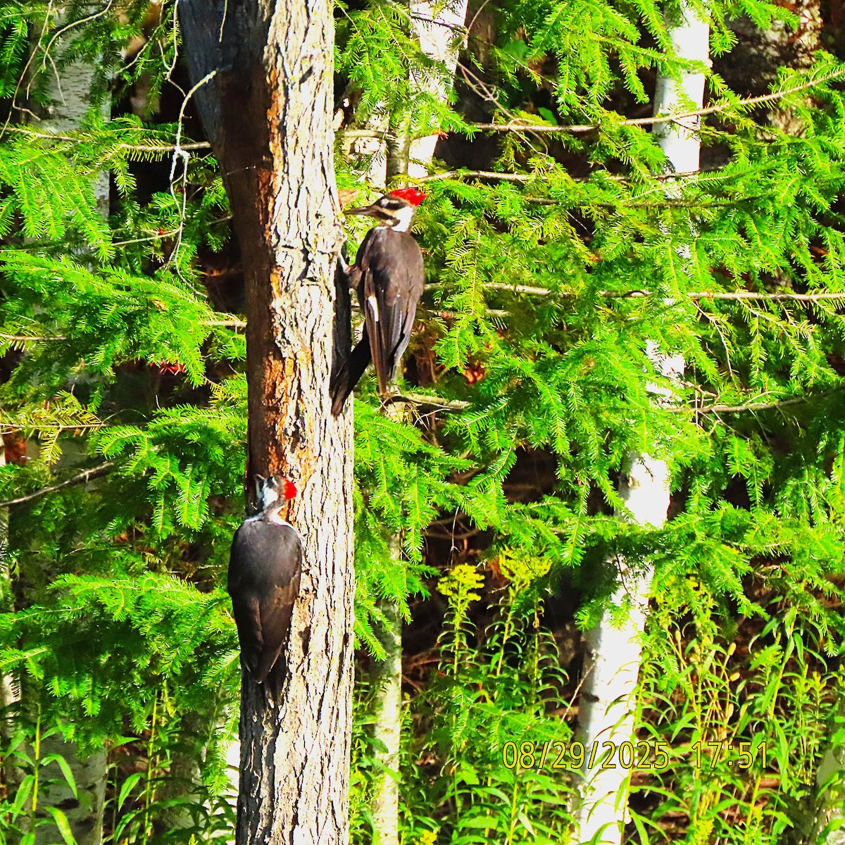 Pileated Woodpecker - ML641415077