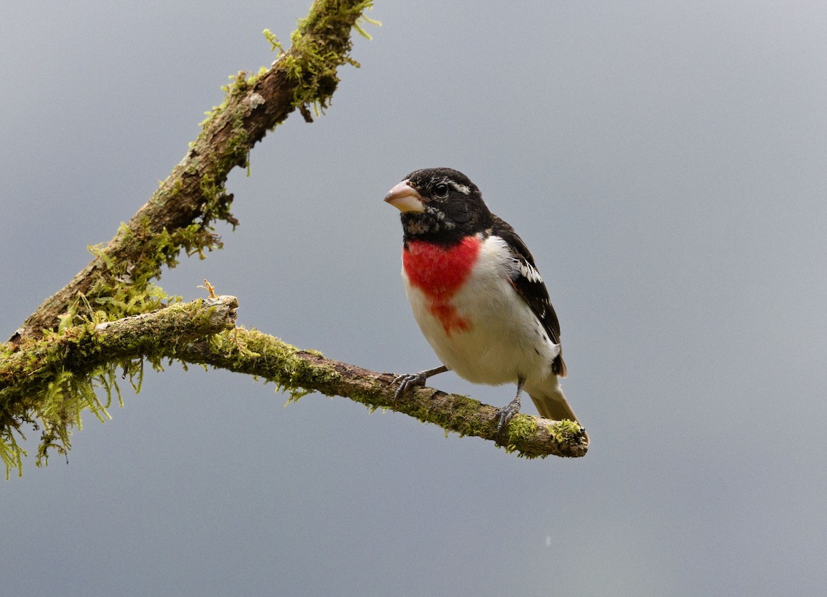 Rose-breasted Grosbeak - ML641415078