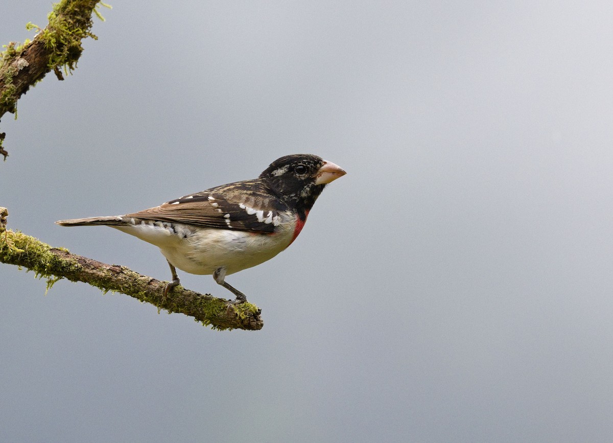 Rose-breasted Grosbeak - ML641415080