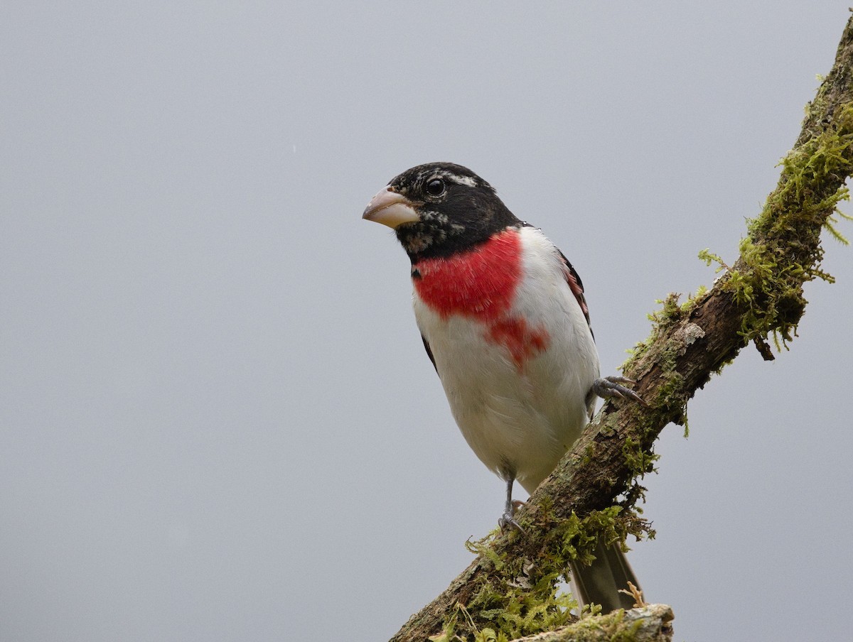 Rose-breasted Grosbeak - ML641415099