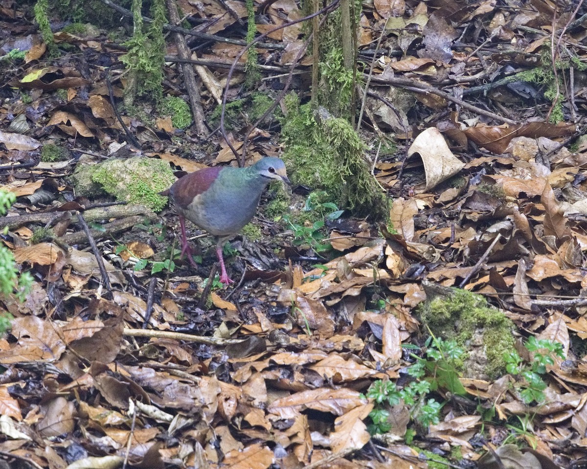 Buff-fronted Quail-Dove - ML641415103