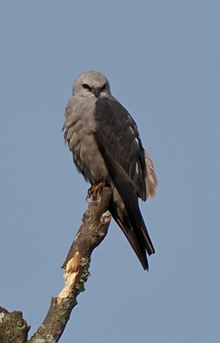 Mississippi Kite - ML641415123