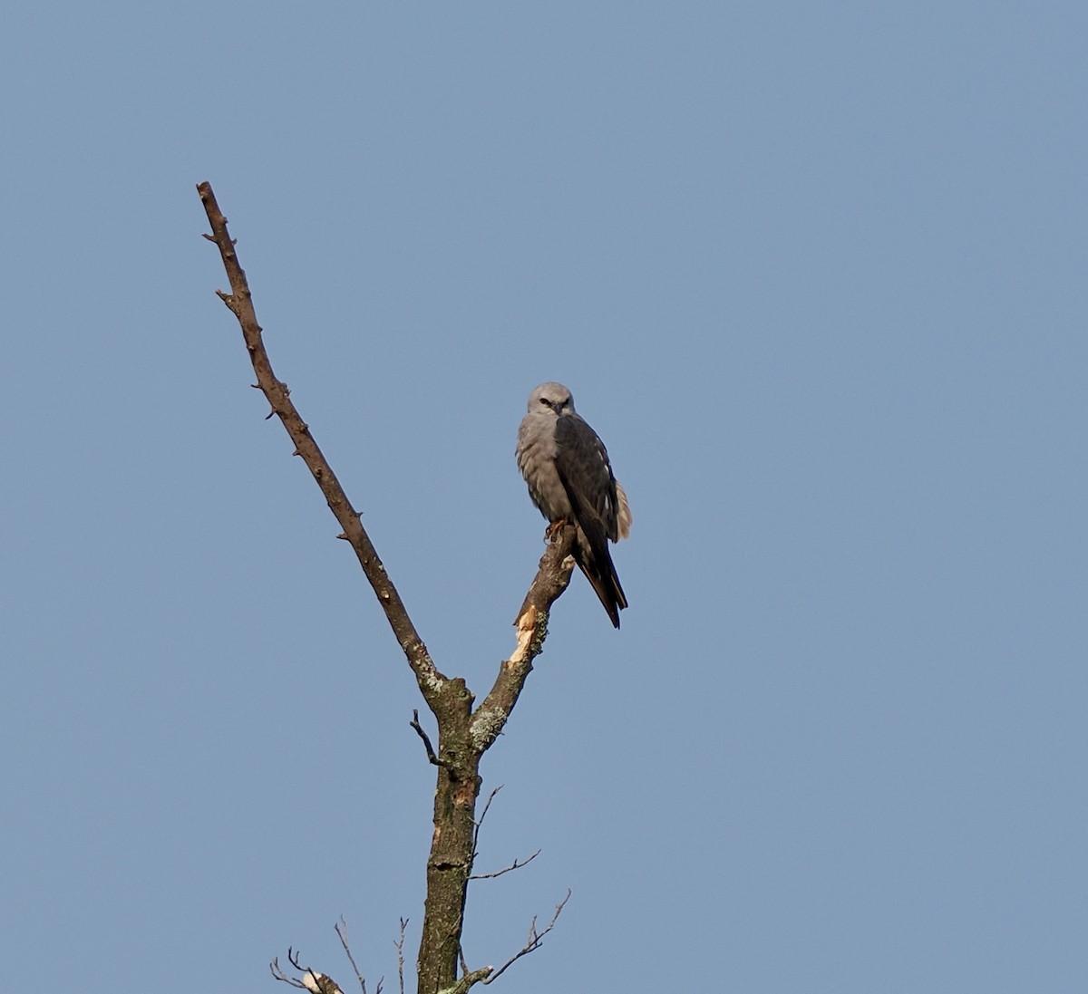 Mississippi Kite - ML641415124