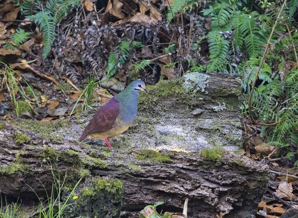Buff-fronted Quail-Dove - ML641415128