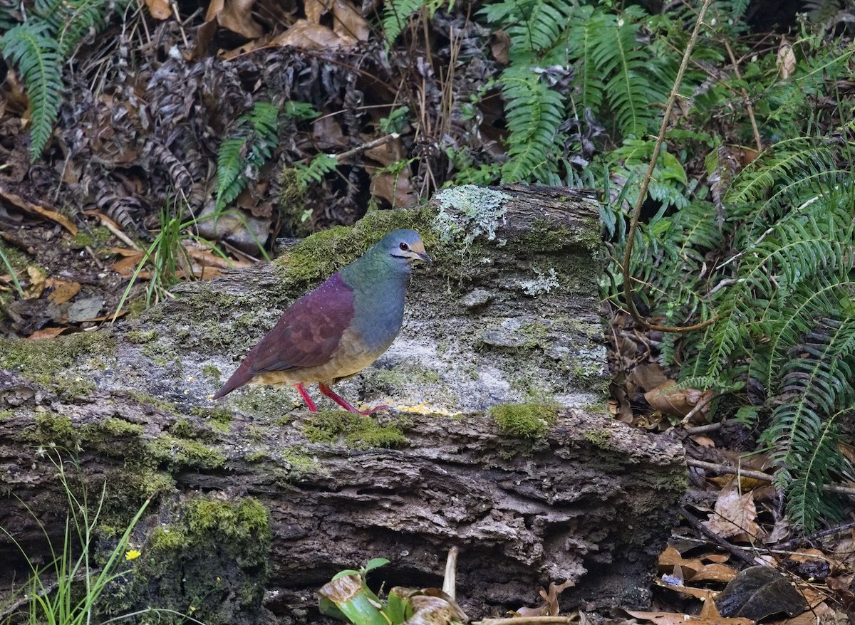 Buff-fronted Quail-Dove - ML641415129