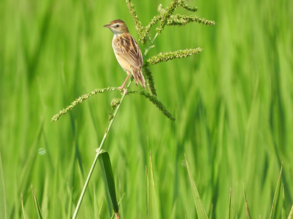 Zitting Cisticola - ML641415132