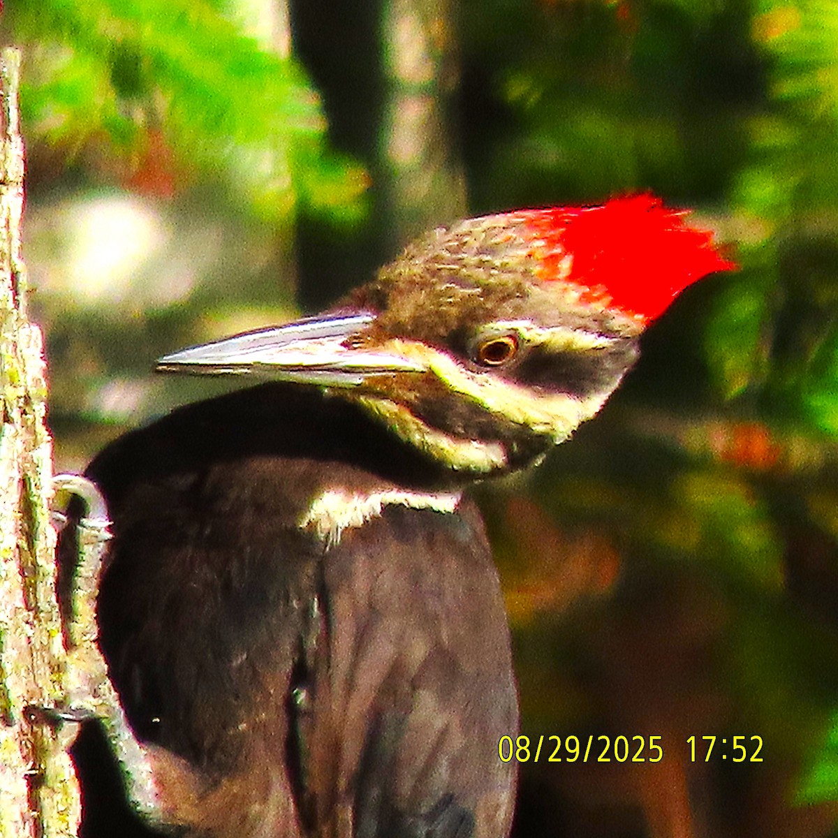 Pileated Woodpecker - ML641415133