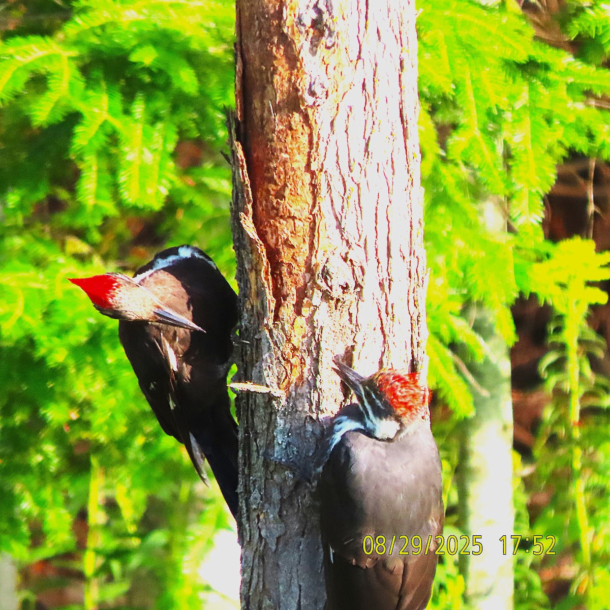 Pileated Woodpecker - ML641415144