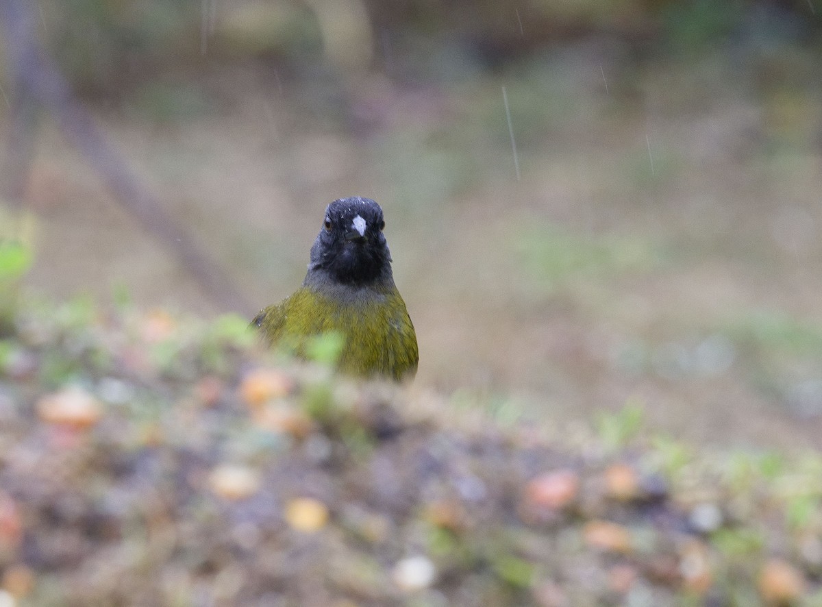Large-footed Finch - ML641415145
