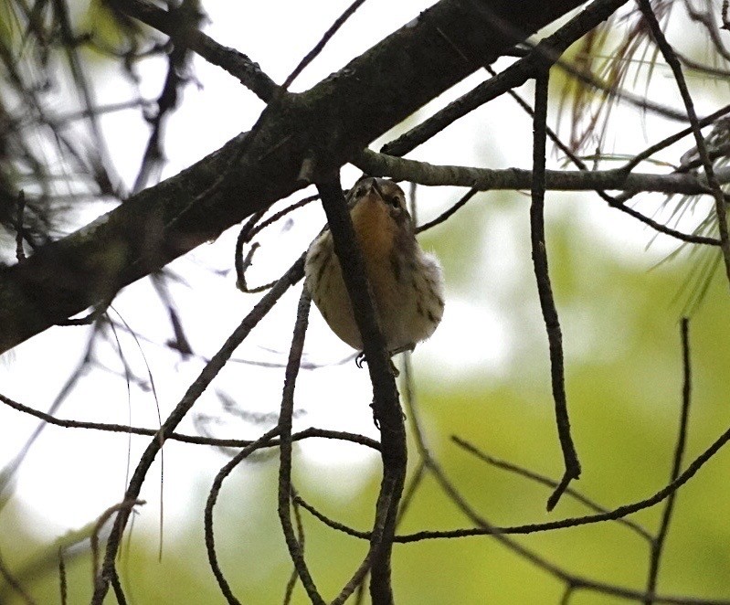 Blackburnian Warbler - ML641415146