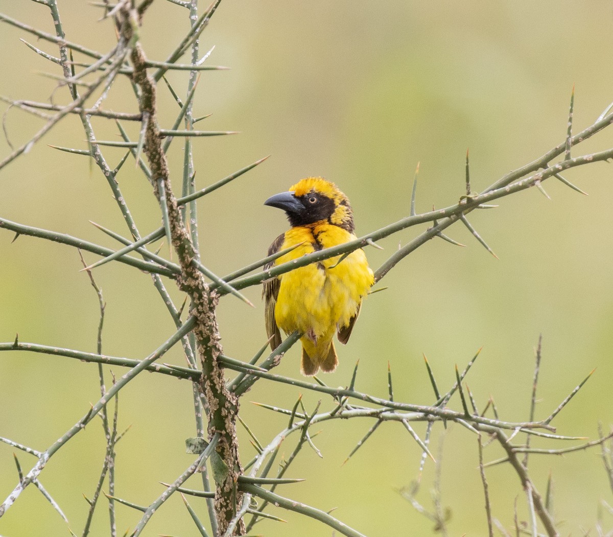 Fox's Weaver - ML641415147