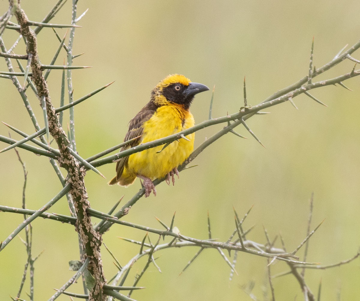 Fox's Weaver - ML641415156