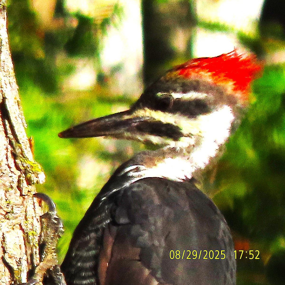 Pileated Woodpecker - ML641415157