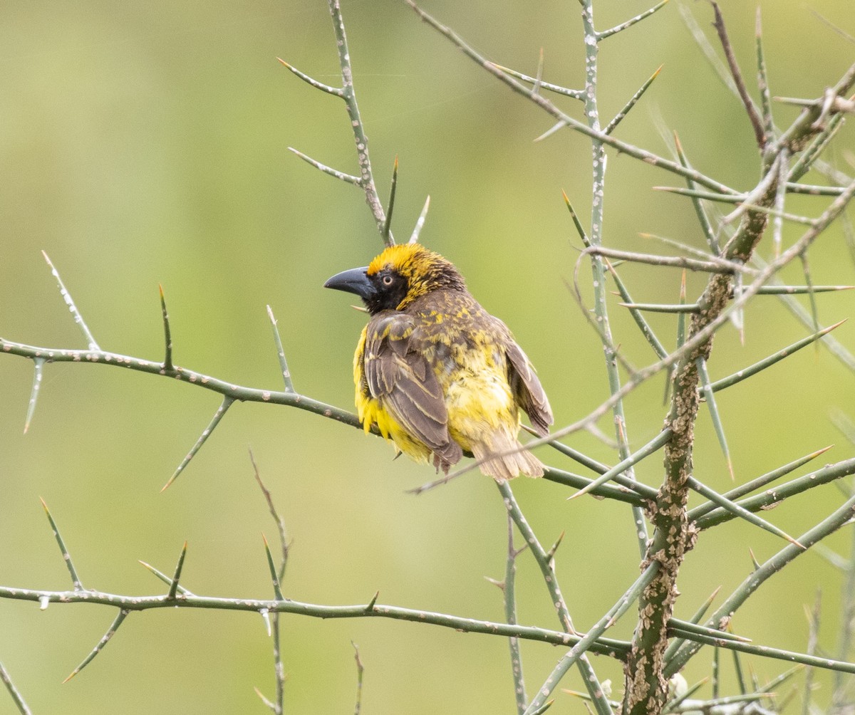 Fox's Weaver - ML641415158