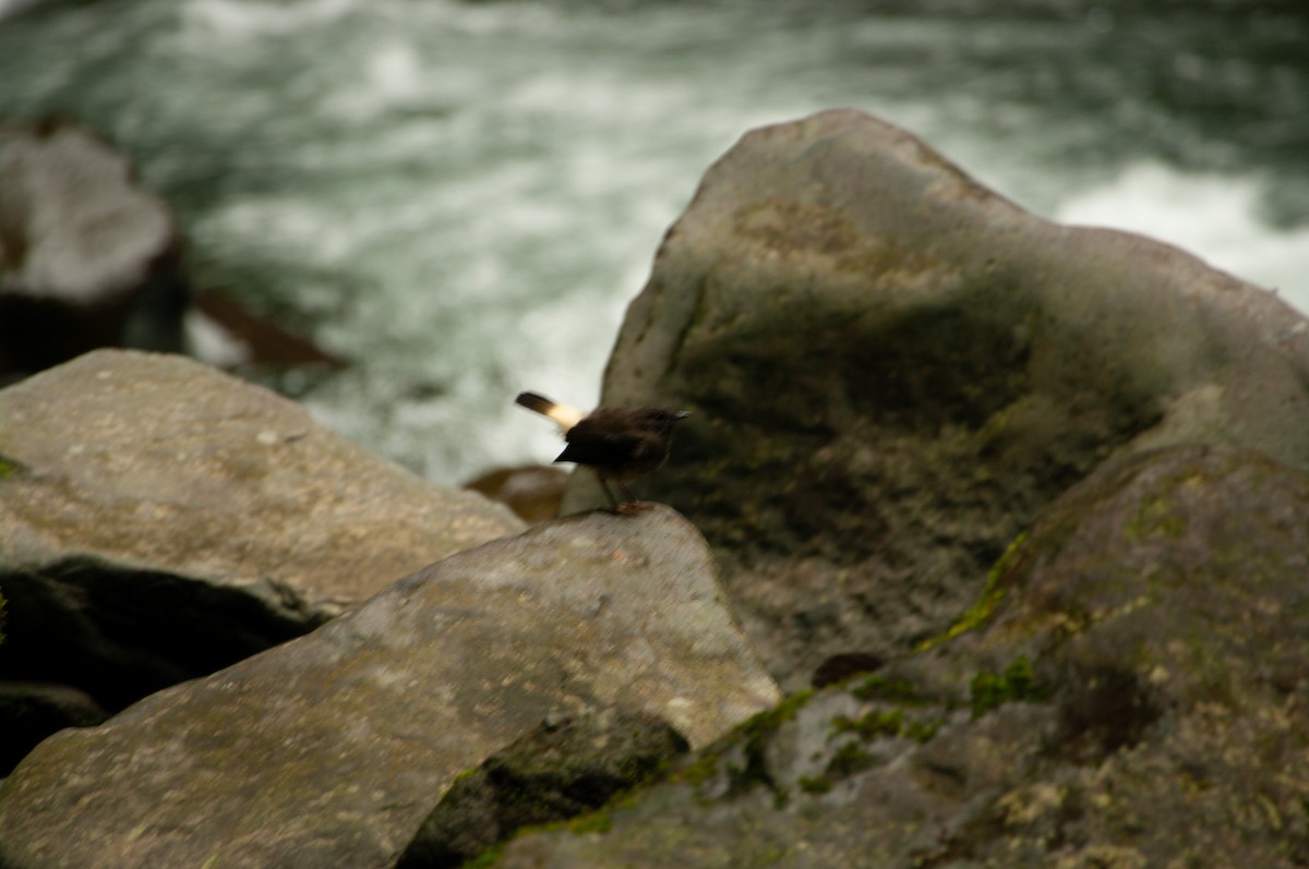 Buff-rumped Warbler - ML641415192