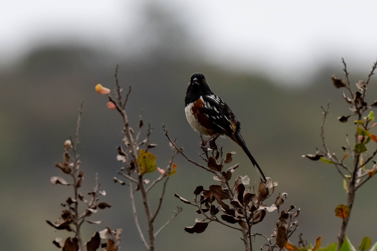 Spotted Towhee - ML641415216