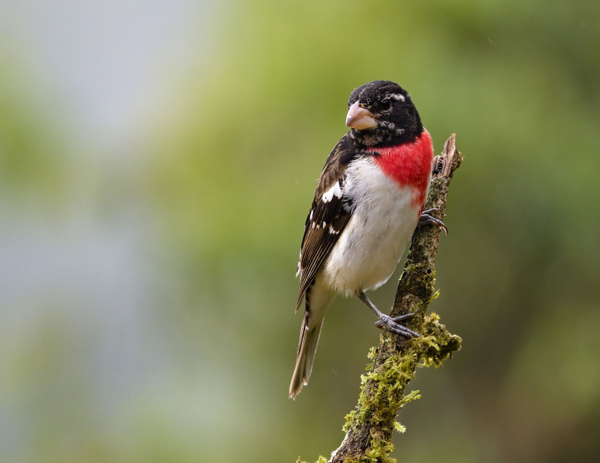 Rose-breasted Grosbeak - ML641415219