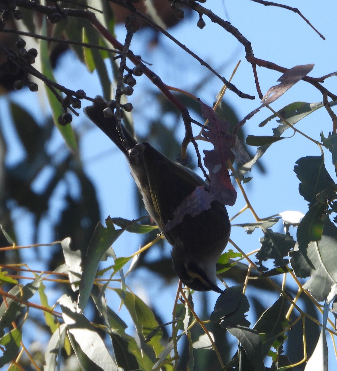 Yellow-faced Honeyeater - ML641415227