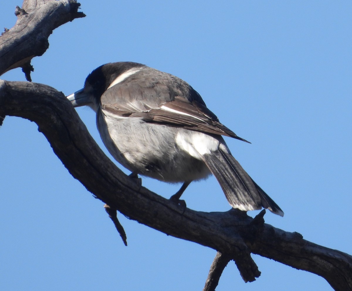 Gray Butcherbird - ML641415236