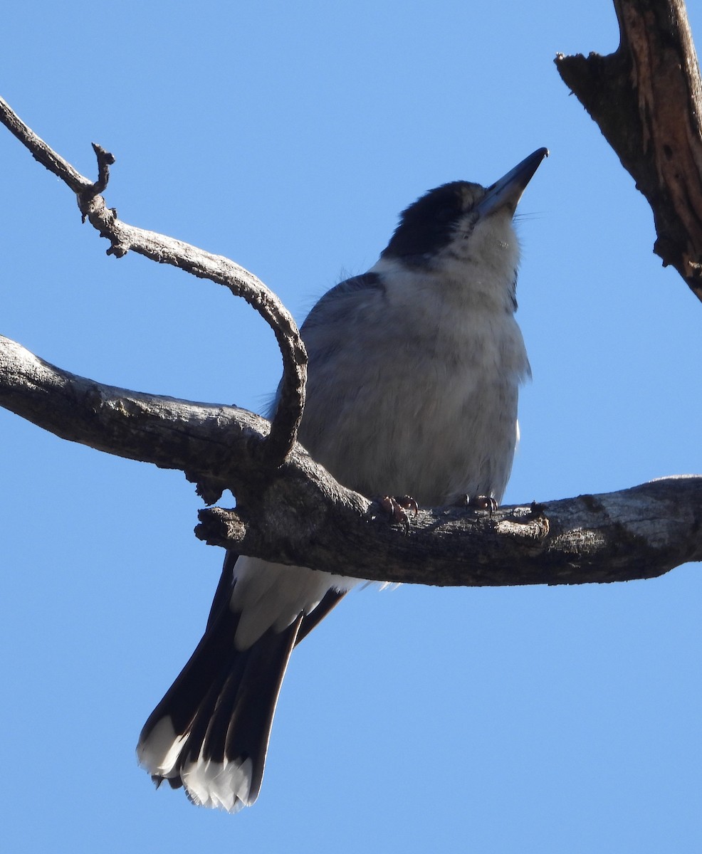 Gray Butcherbird - ML641415237