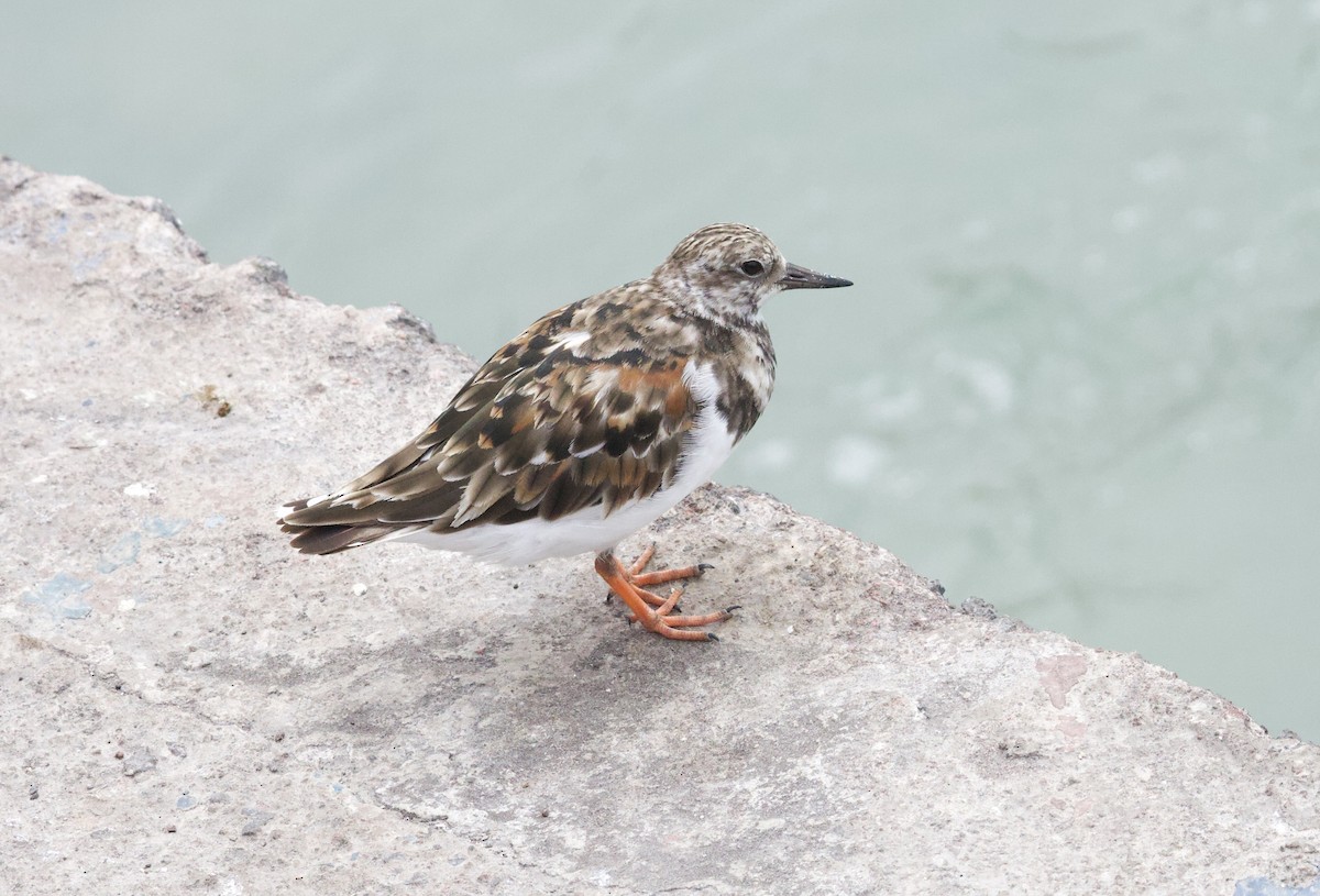 Ruddy Turnstone - ML641415255