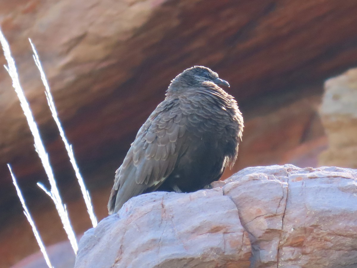 White-quilled Rock-Pigeon - ML641415284