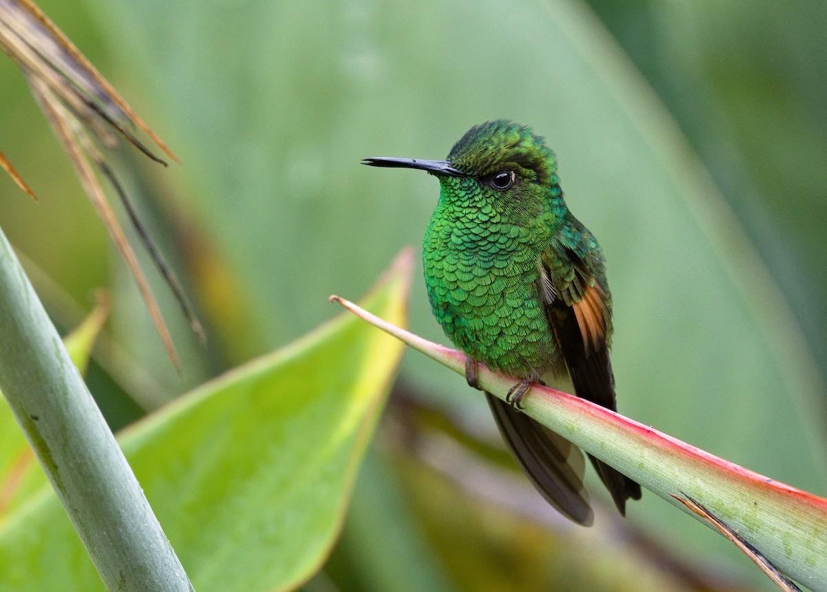Stripe-tailed Hummingbird - ML641415294