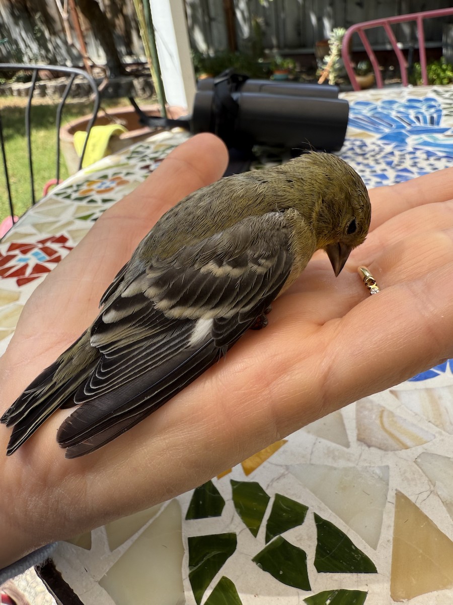 Lesser Goldfinch - ML641415298