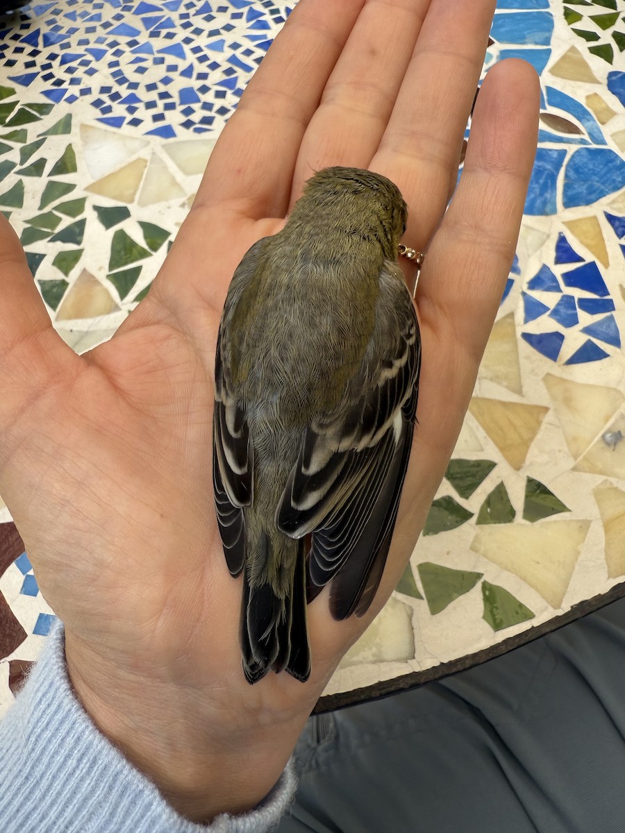 Lesser Goldfinch - ML641415299