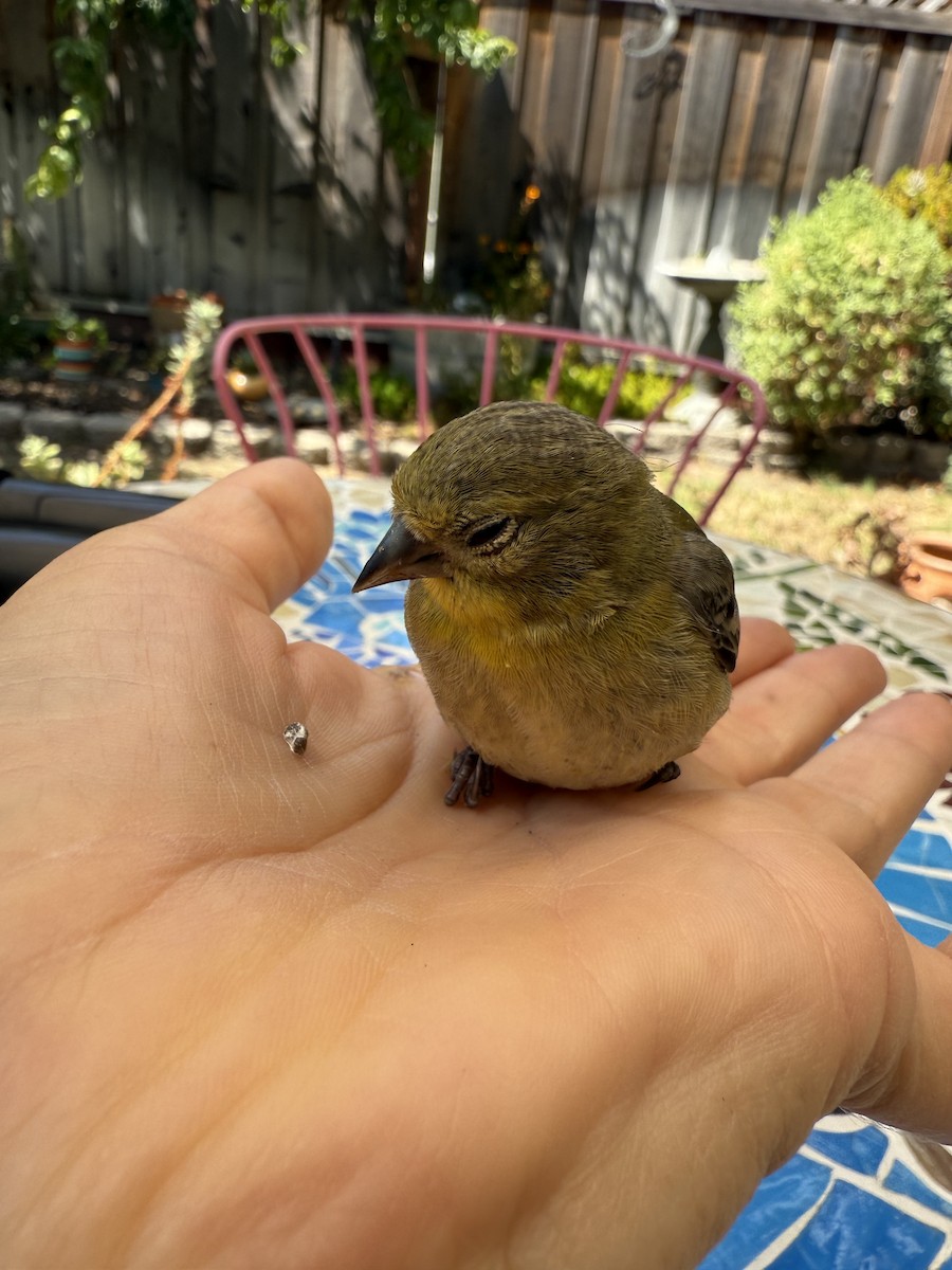 Lesser Goldfinch - ML641415300