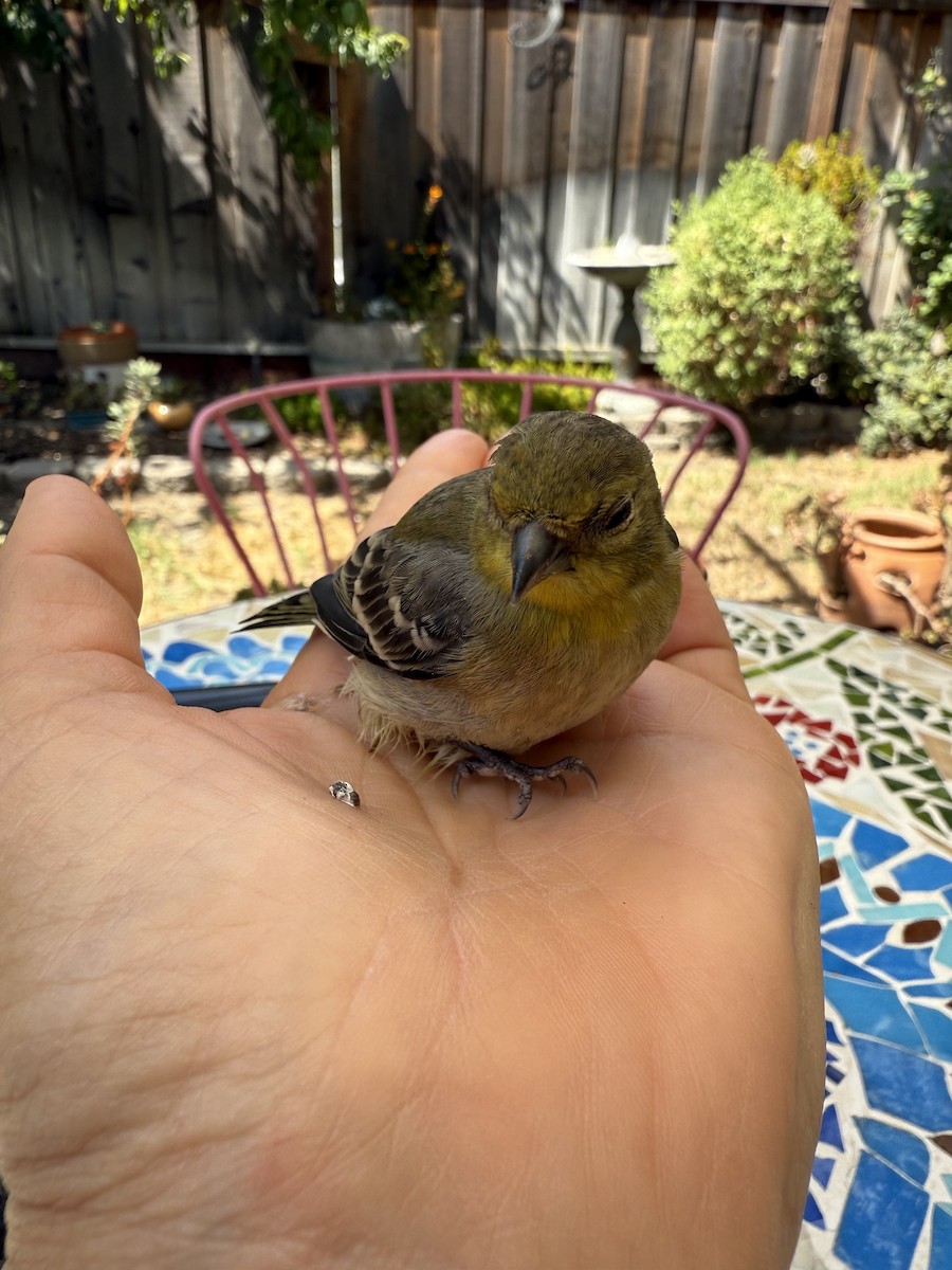 Lesser Goldfinch - ML641415301