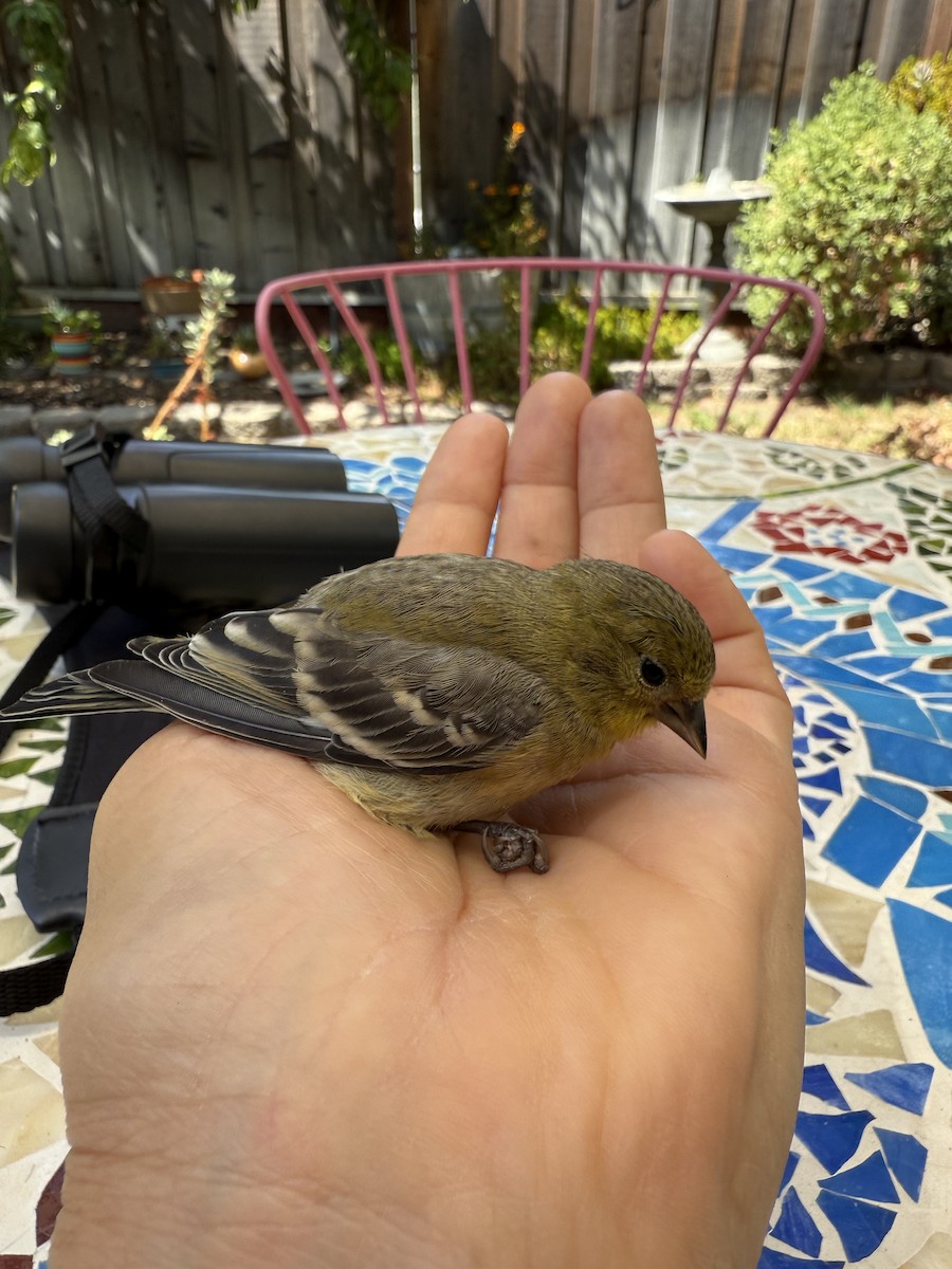 Lesser Goldfinch - ML641415302